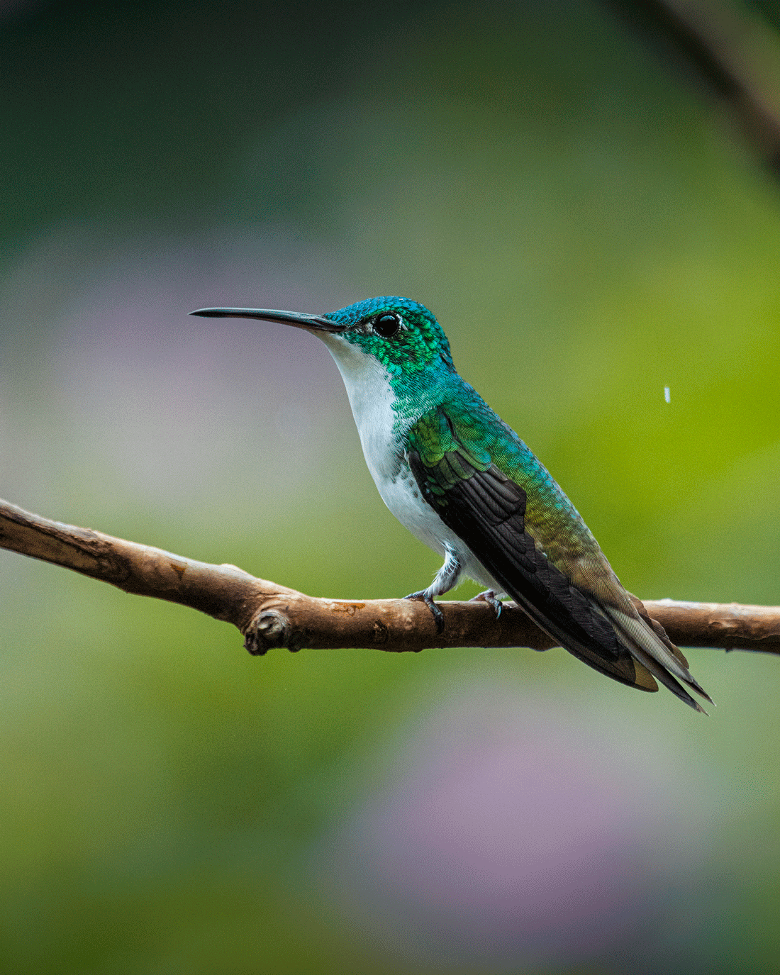 IG Live - Fotografía de aves