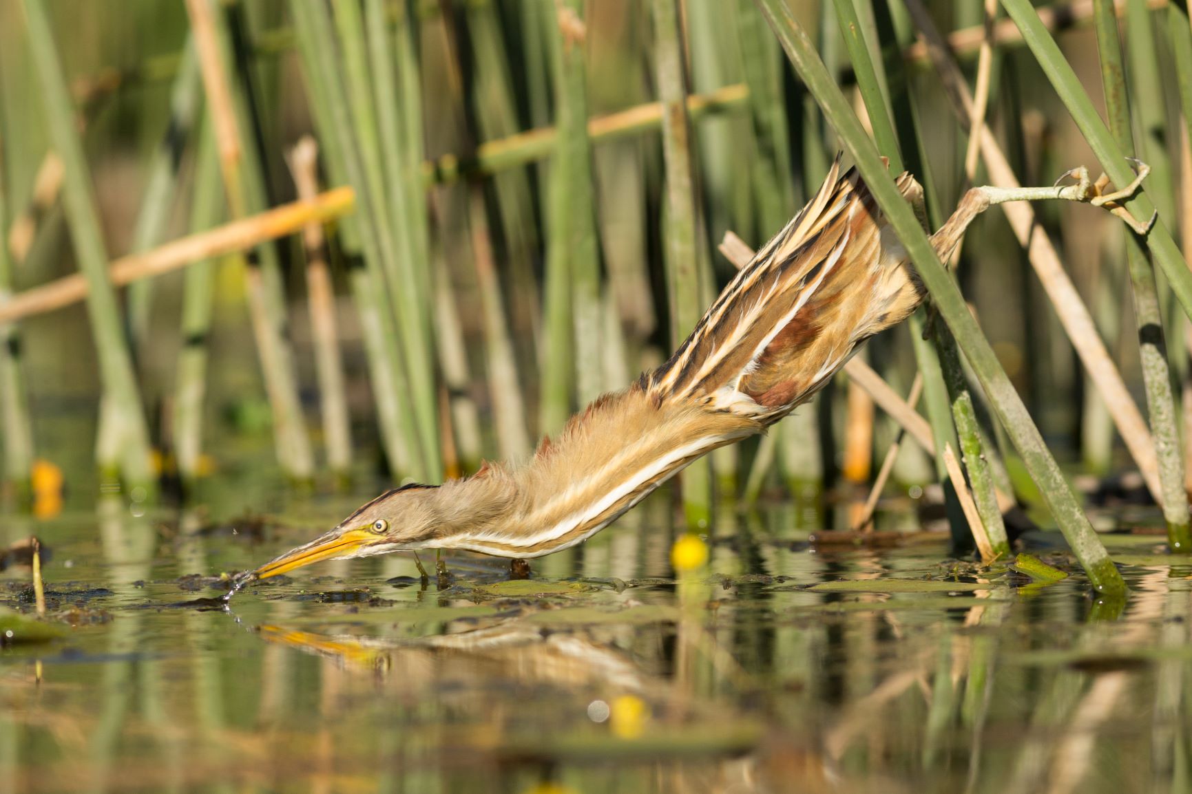 Fotografía de Aves Silvestres