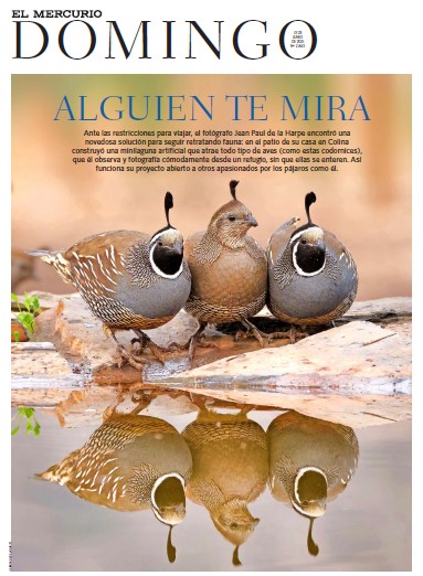 Un escondite para seguir viendo aves en pandemia