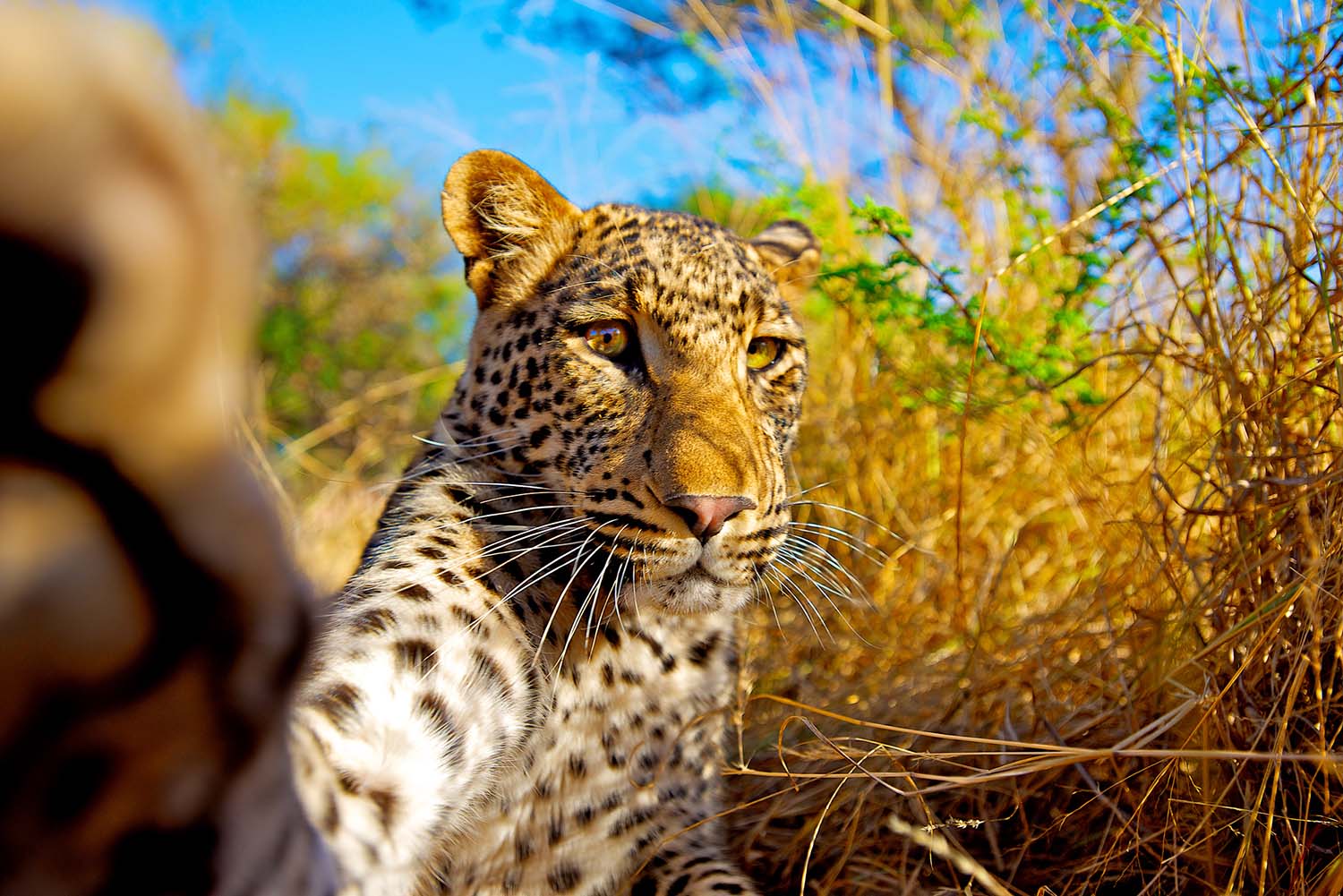 The leopard (Panthera pardus) is a member of the Felidae family with a wide range in some parts of Africa and tropical Asia, from Siberia, South and West Asia to across most of sub-Saharan Africa.
