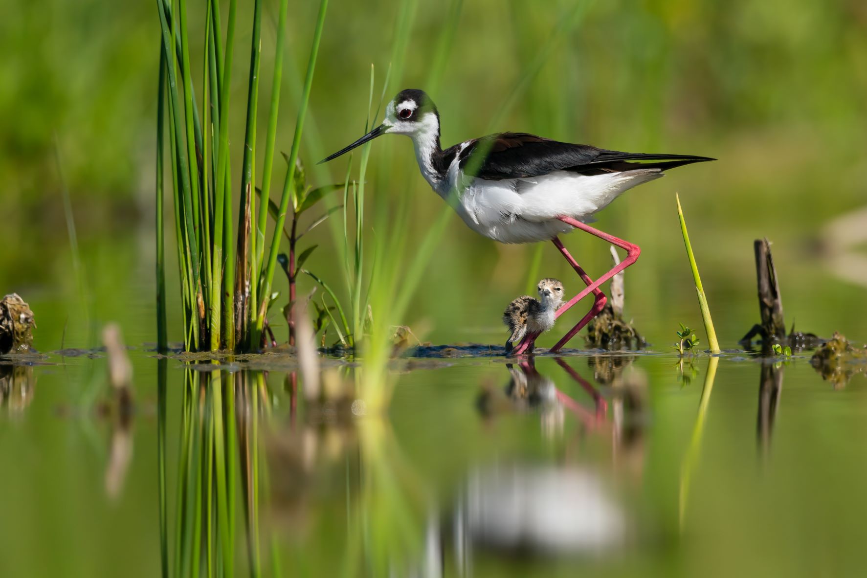 Fotógrafos de Sony destacan en el Top 100 del Audubon Photography Awards