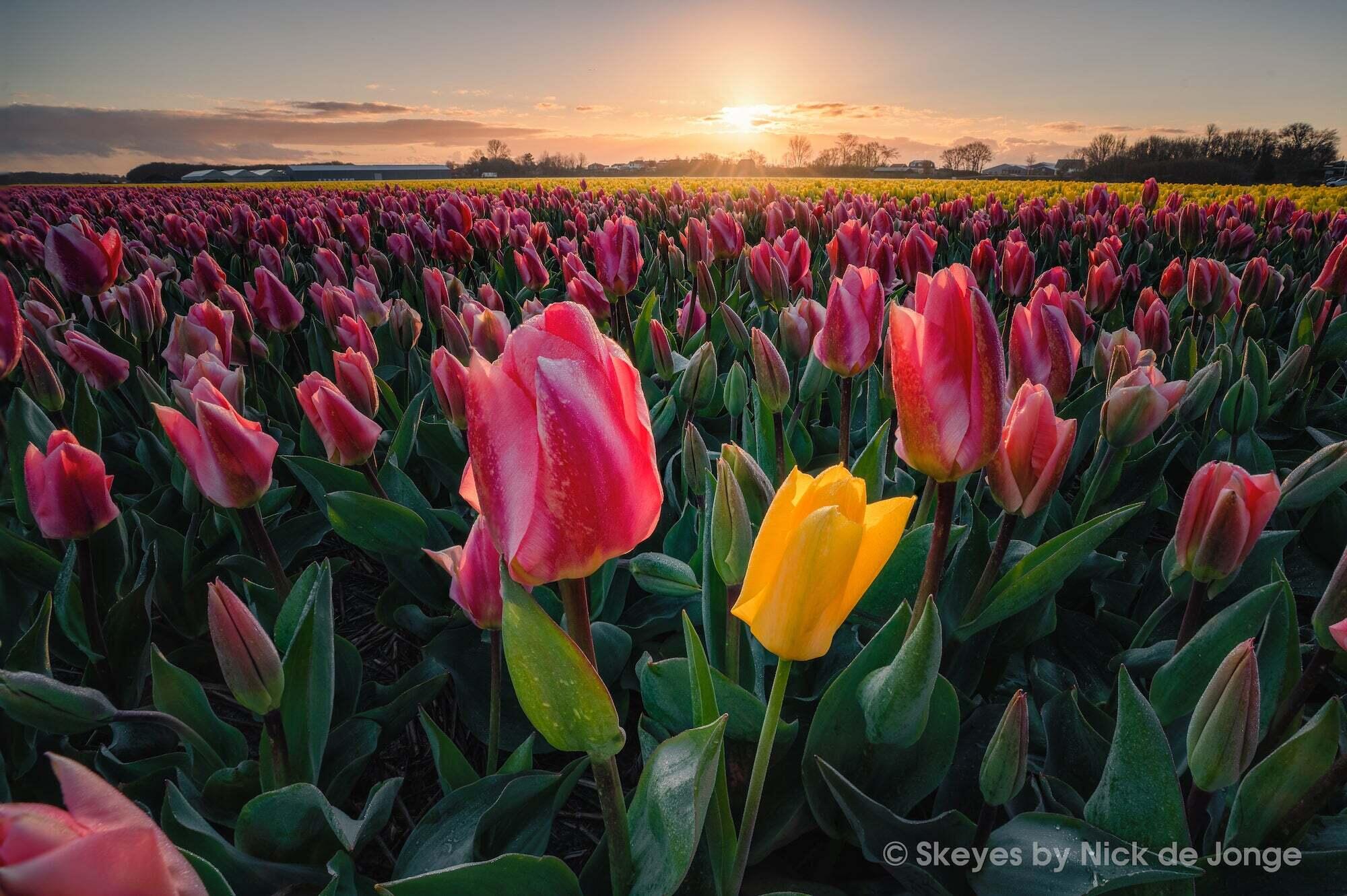 Un paseo entre tulipanes con un zoom gran angular
