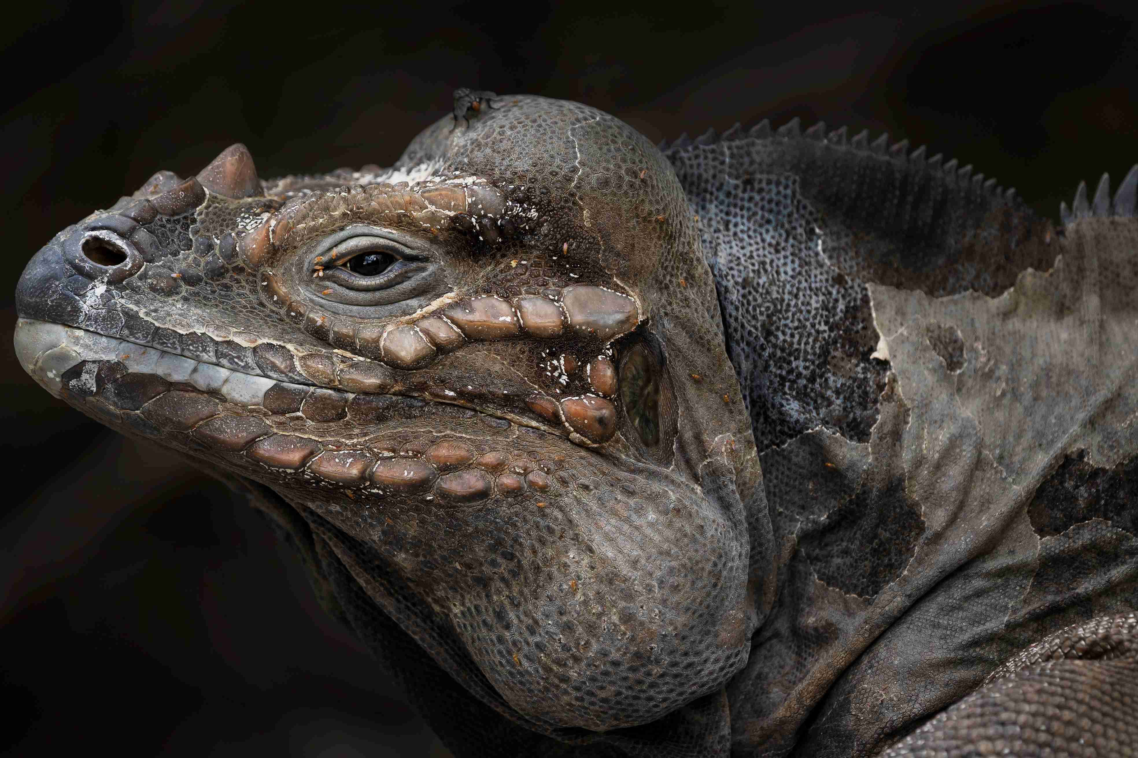 Fotografiando reptiles y anfibios: consejos, técnicas y ética