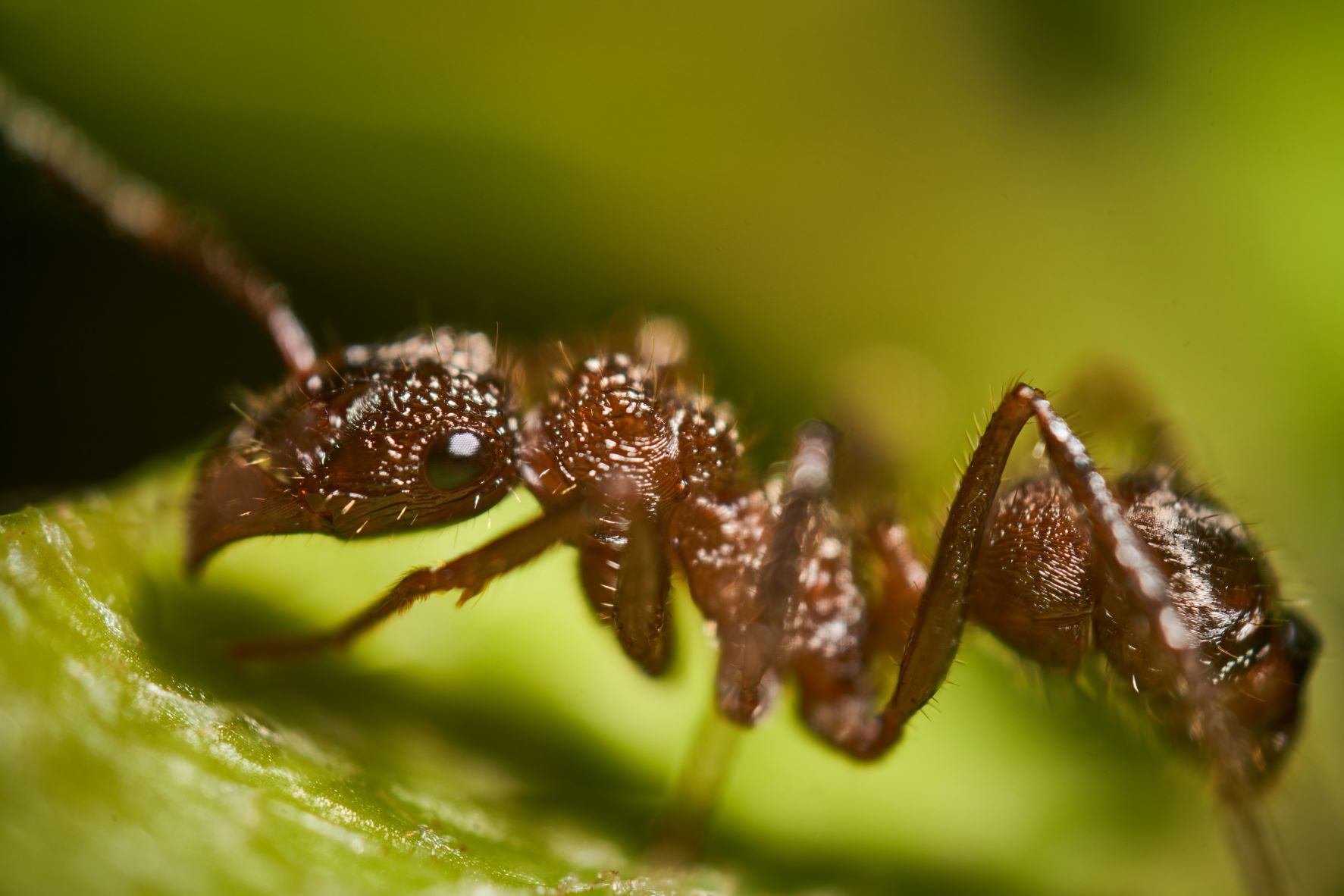 Macro fotografía con Pich Urdaneta y Franco Assenza