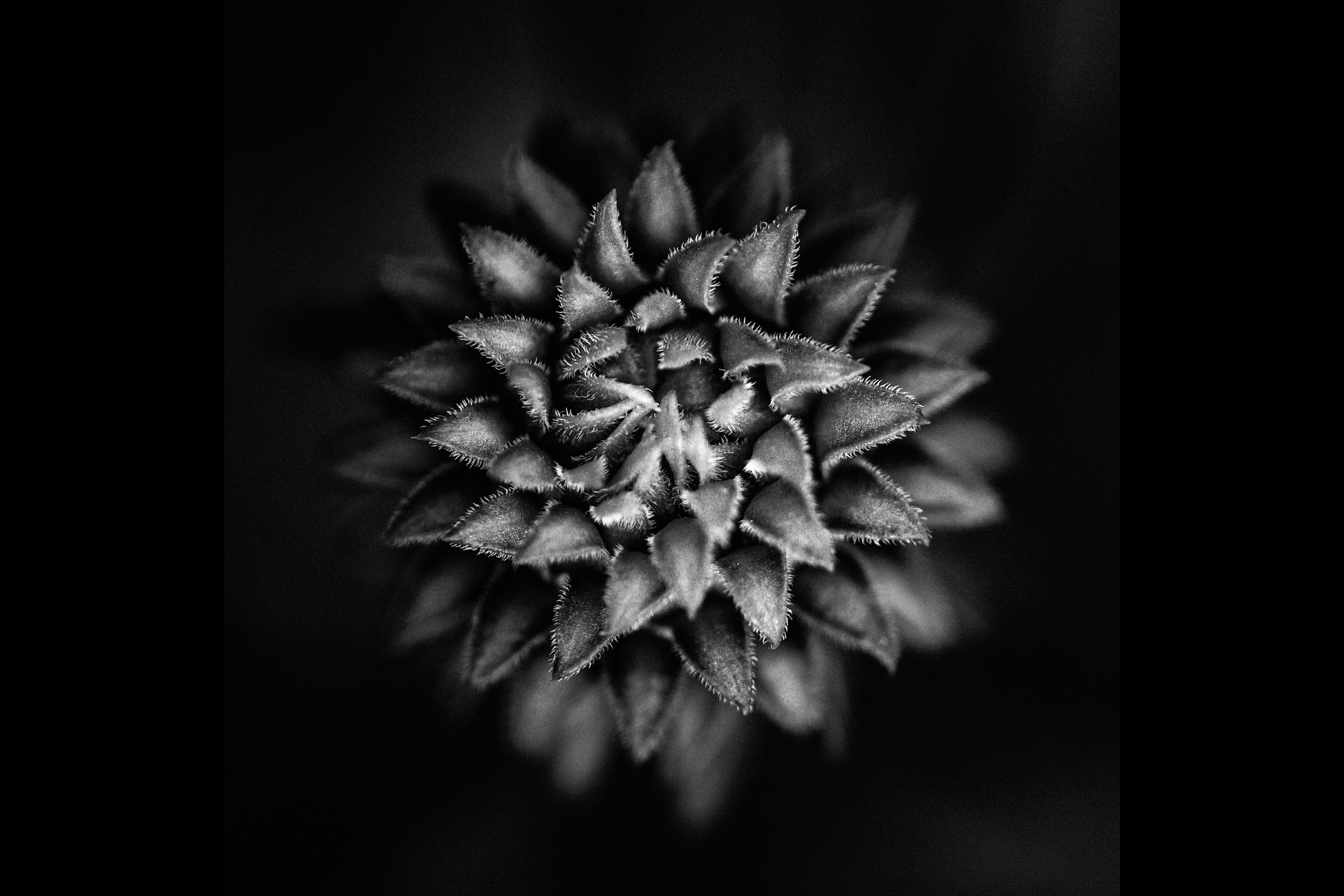 Las 5 mejores configuraciones de cámara para fotografía macro