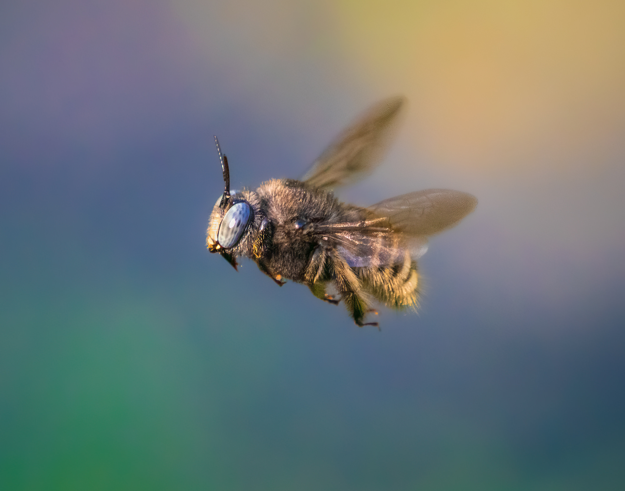 Un mundo pequeño: consejos para fotografiar insectos en vuelo