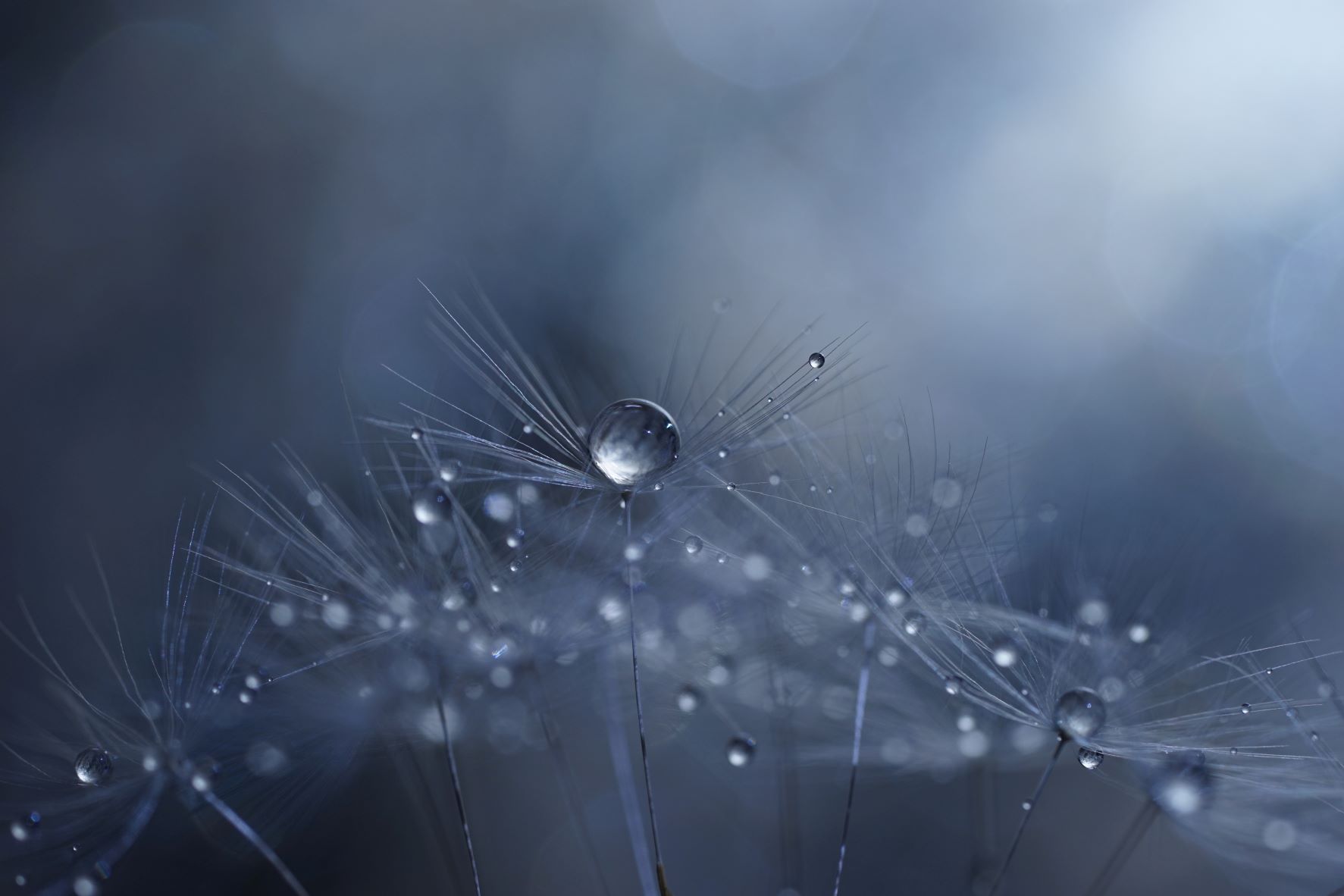 Inspírate en estas temáticas para tu próxima fotografía macro
