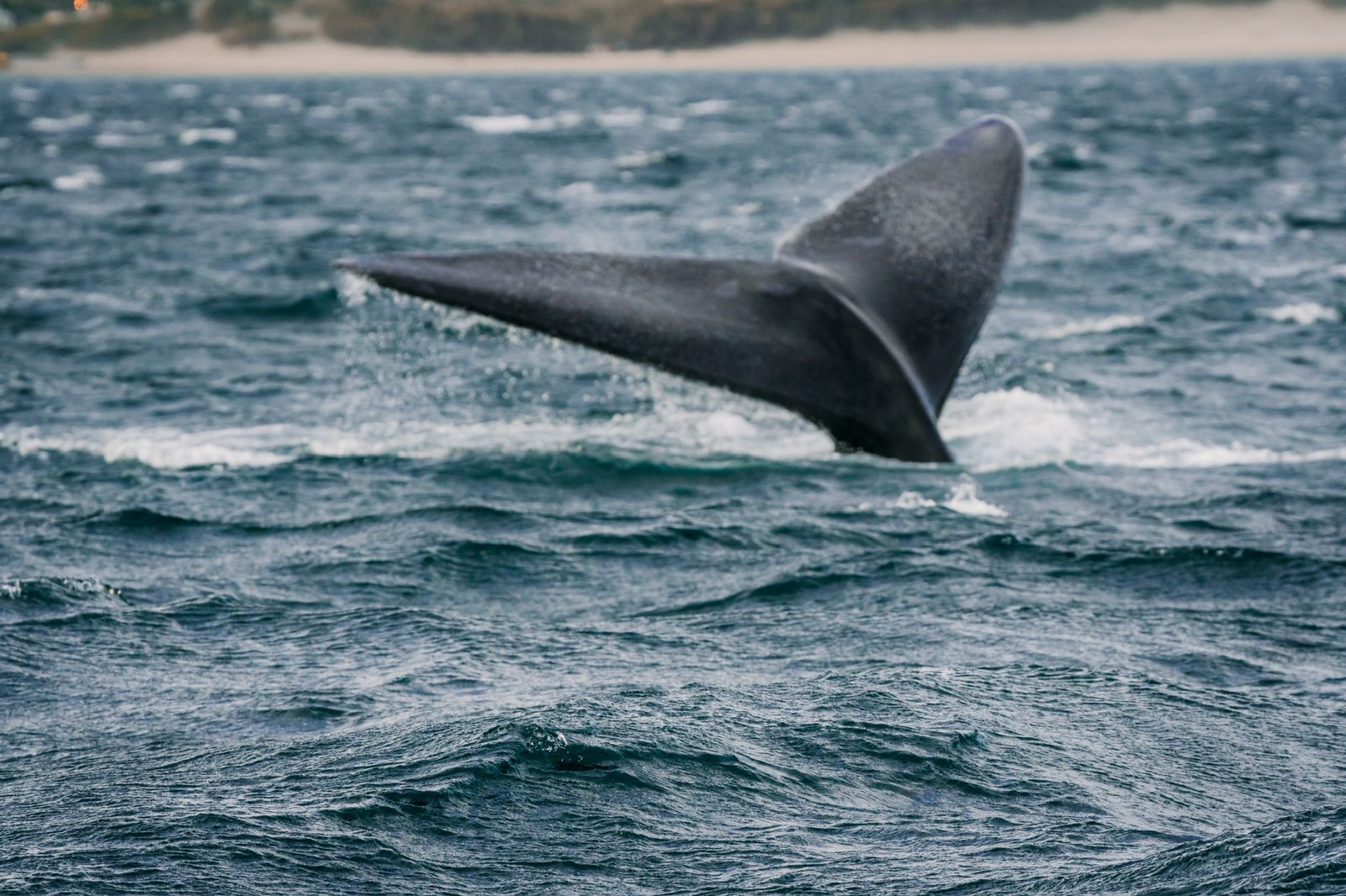 Avistamiento de ballenas por Matías Acuña